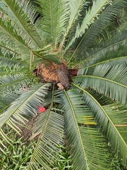 Cycas panzhihuaensis
