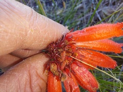 Erica cerinthoides