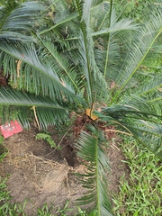 Cycas panzhihuaensis