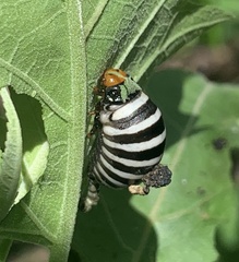 Leptinotarsa behrensi