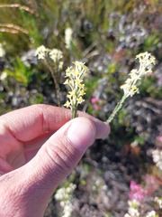Struthiola