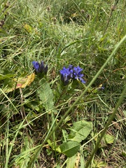 Gentiana septemfida