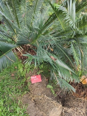 Cycas panzhihuaensis