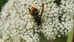 Vespa velutina nigrithorax