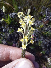Struthiola