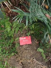 Cycas panzhihuaensis