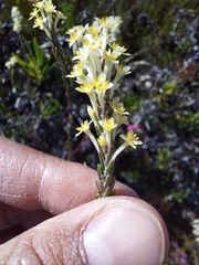 Struthiola