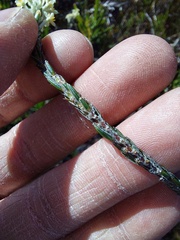 Struthiola