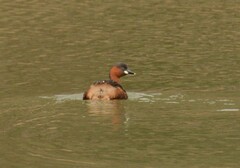 Tachybaptus ruficollis capensis