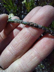 Struthiola