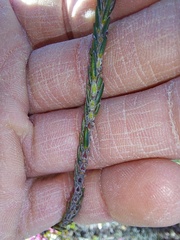 Struthiola