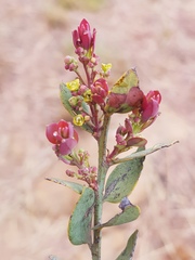 Osyris lanceolata