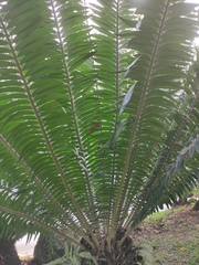 Encephalartos manikensis