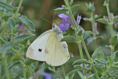 Pieris rapae