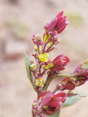 Osyris lanceolata