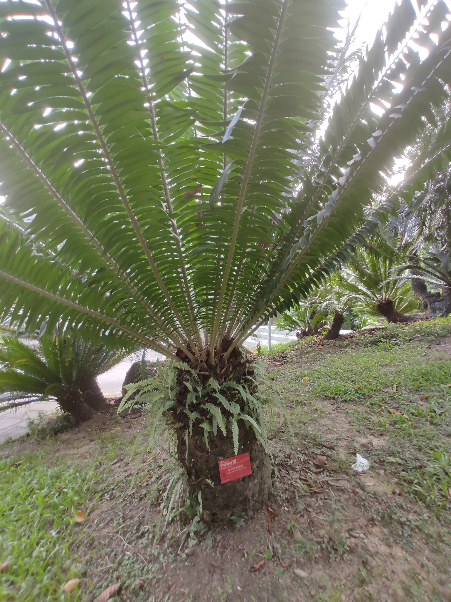 Encephalartos manikensis