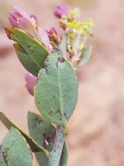 Osyris lanceolata