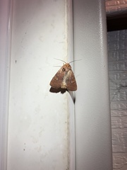 Pseudorthodes vecors