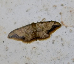 Sterrhinae