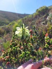 Erica sessiliflora