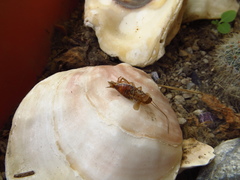 Latiblattella tarasca