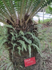 Encephalartos manikensis