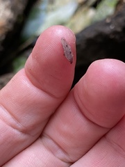 Australopacifica spectabilis