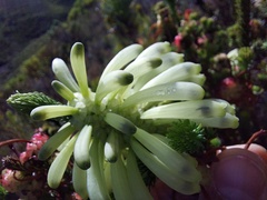Erica sessiliflora