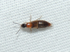 Staphylinini