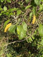 Elaeagnus umbellata