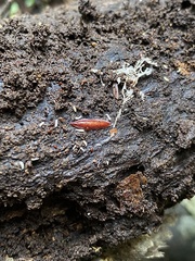 Australopacifica spectabilis