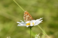 Melitaea
