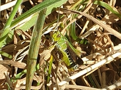 Omocestus viridulus
