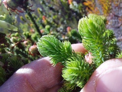 Erica sessiliflora