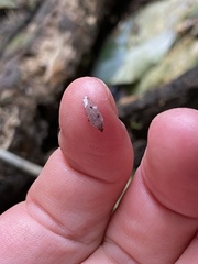 Australopacifica spectabilis