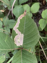 Cameraria guttifinitella