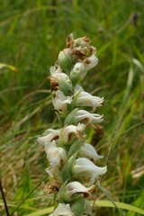 Spiranthes ochroleuca