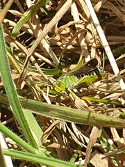 Omocestus viridulus