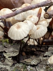 Marasmius rotula