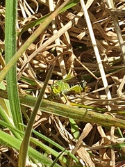 Omocestus viridulus