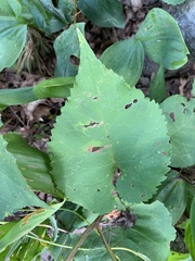 Eurybia macrophylla