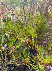 Serruria rubricaulis