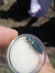Eurythyrea micans
