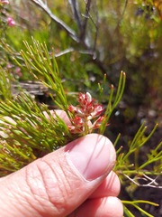 Serruria rubricaulis