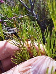 Serruria rubricaulis