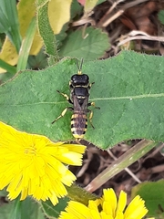 Ectemnius