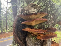 Inonotus