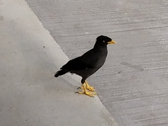 Acridotheres javanicus