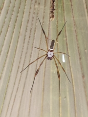 Trichonephila clavipes