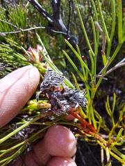 Serruria rubricaulis